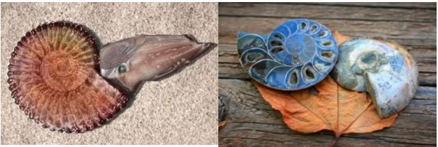 Ammonite