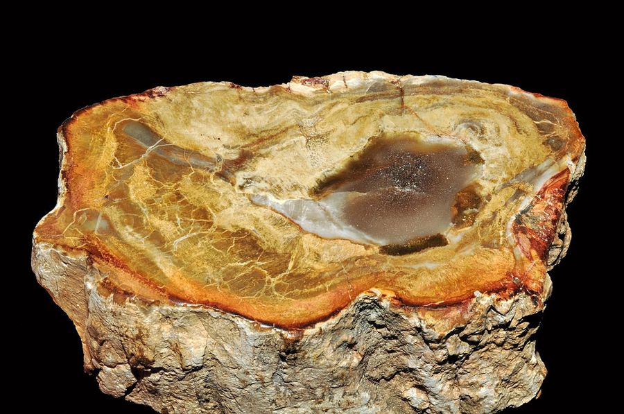 Bois Pétrifié