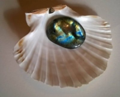 Coquille Saint-Jacques